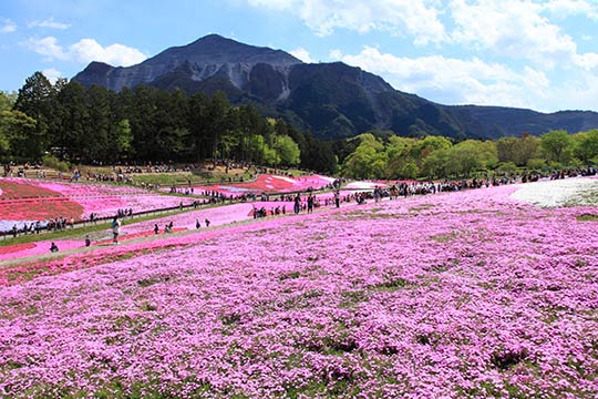 芝桜の丘（羊山公園）