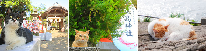 江の島のネコ