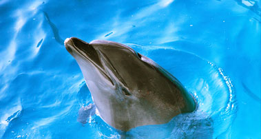 新江ノ島水族館