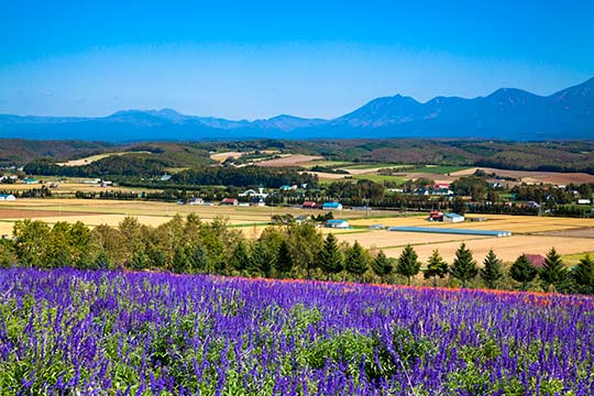 フラワーランドかみふらの