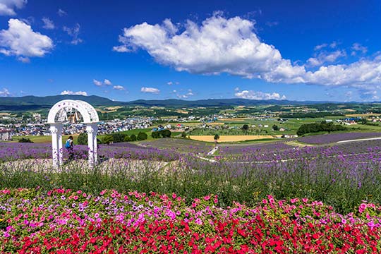 日の出公園　ラベンダー園