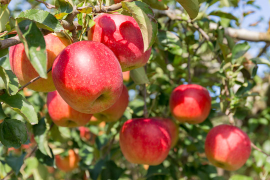 観光農園でフルーツ狩り