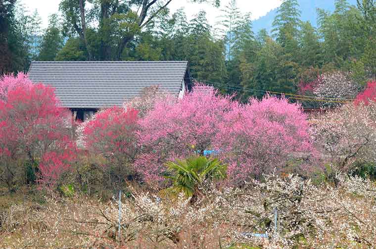 日田おおやま梅まつり