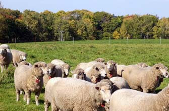 さっぽろ羊ヶ丘展望台