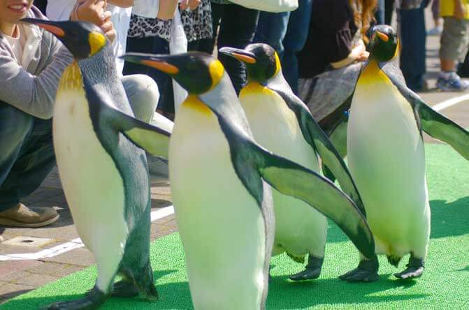 登別マリンパークニクス