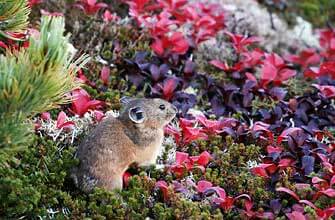 大雪山国立公園