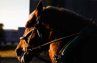 ばんえい十勝 帯広競馬場