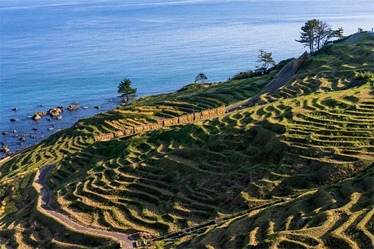 白米千枚田(しろよねせんまいだ)