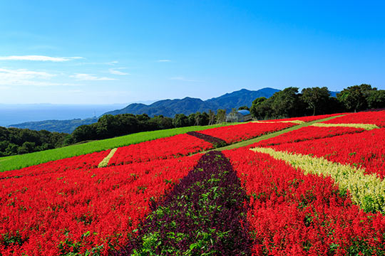 あわじ花さじき