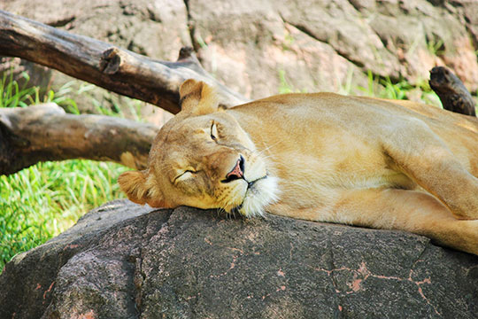 姫路セントラルパーク