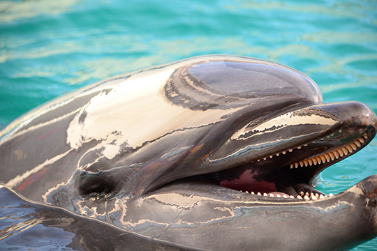 伊勢シーパラダイス