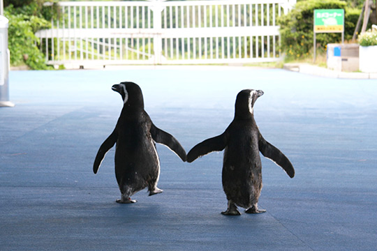のとじま水族館