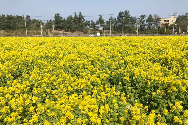 福ふくの里 菜の花畑