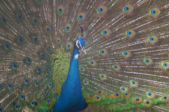 しろとり動物園