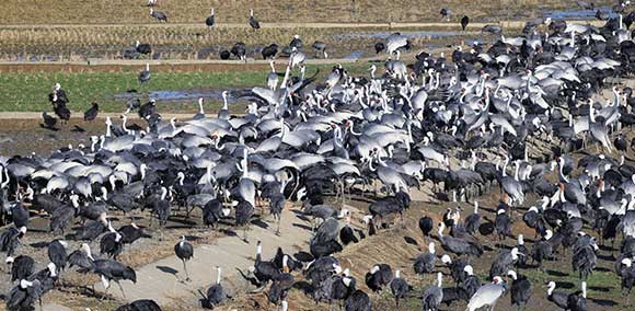 出水市ツル観察センター