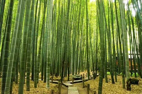 報国寺（竹林）