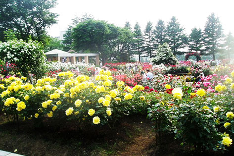 金沢南総合運動公園バラ園