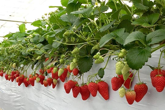 軽井沢ガーデンファーム