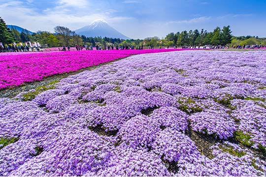 富士芝桜まつり
