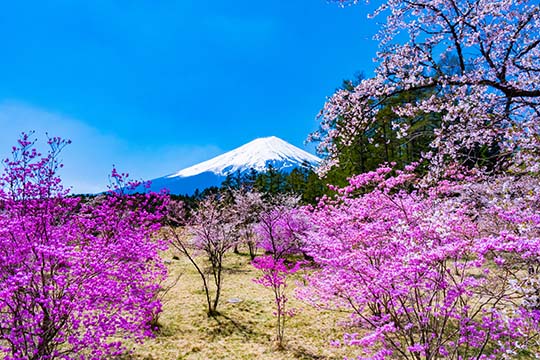 河口湖富士桜ミツバツツジまつり