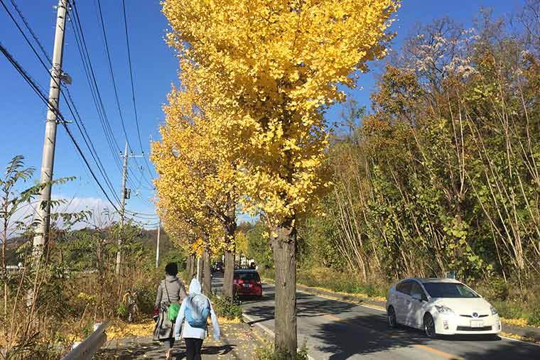 シャトー酒折ワイナリーへ向かう銀杏並木