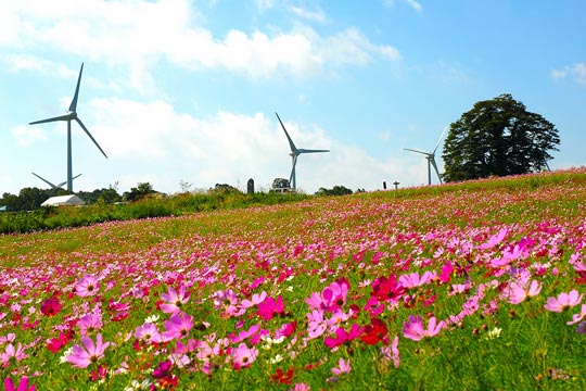 郡山布引風の高原
