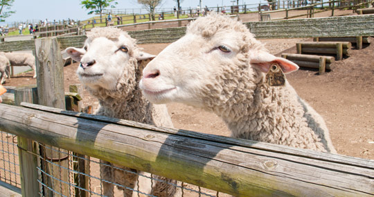 らくのうマザーズ阿蘇ミルク牧場