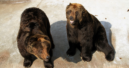 阿蘇カドリー・ドミニオン