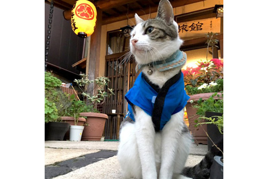 看板猫が出迎える宿