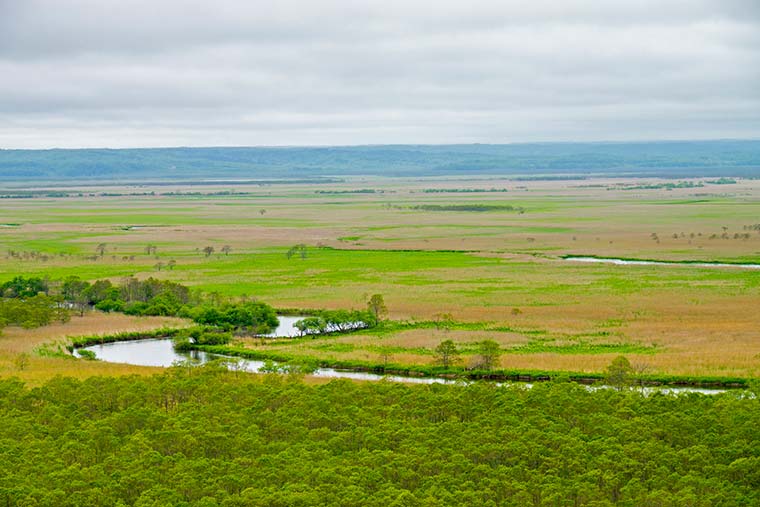 釧路湿原
