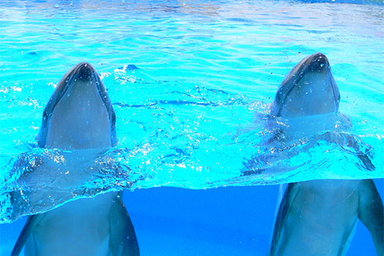 マリンワールド海の中道