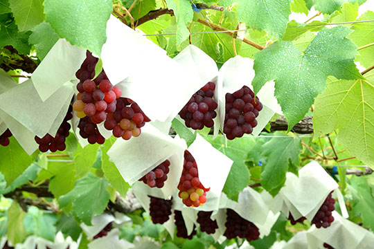 ぶどうの郷 山辺ワイナリー