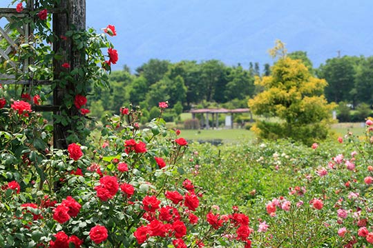 信州スカイパーク