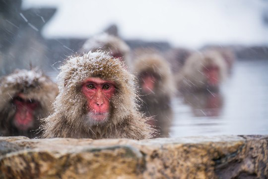 地獄谷野猿公苑