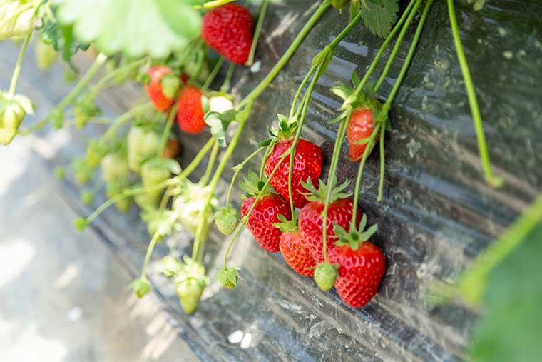 イチゴ狩り