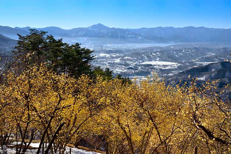 長瀞ロウバイまつり