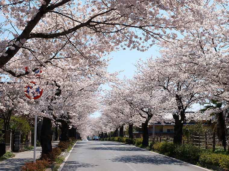 長瀞 桜のトンネル