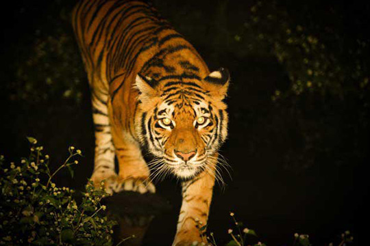 那須サファリパーク