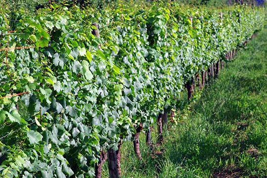 カーブドッチ　ヴィネスパ