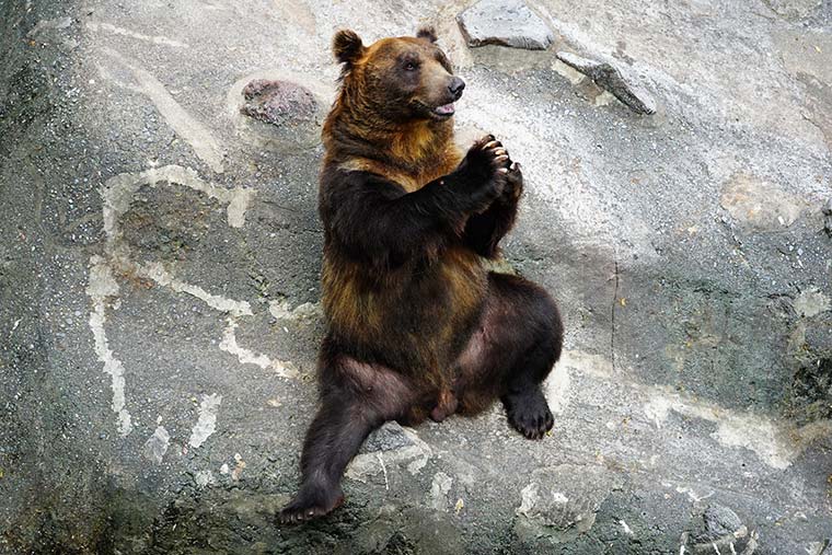 のぼりべつクマ牧場