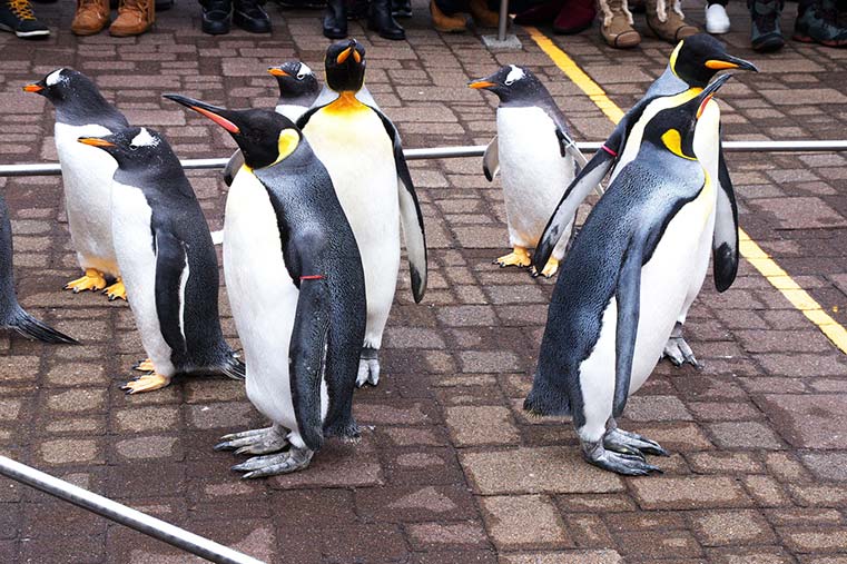 登別マリンパークニクス