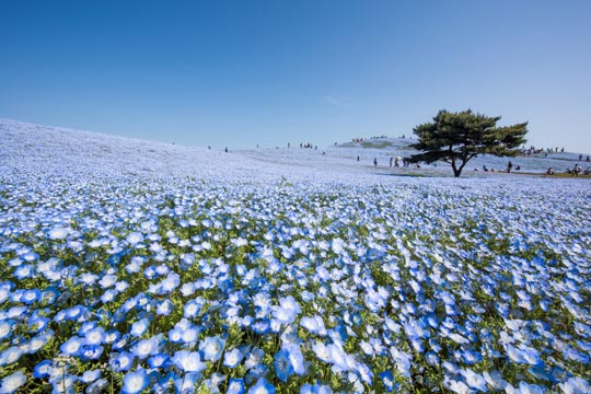 国営ひたち海浜公園