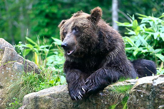 サホロリゾート ベア・マウンテン