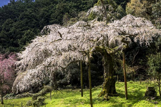 長興山紹太寺のしだれ桜