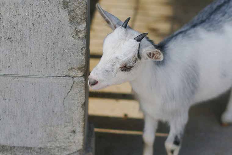 ルーラルカプリ農場