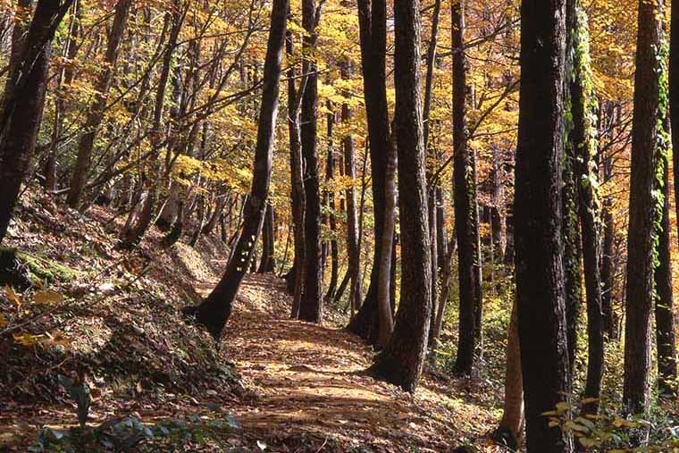岡山県立森林公園