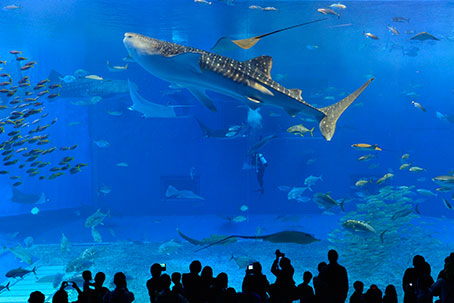 沖縄美ら海水族館