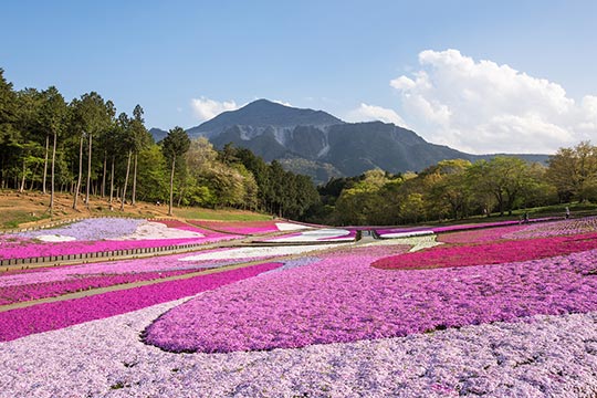 芝桜の丘（羊山公園）