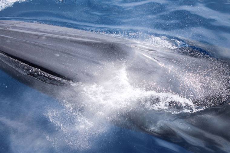 ホエールウォッチング