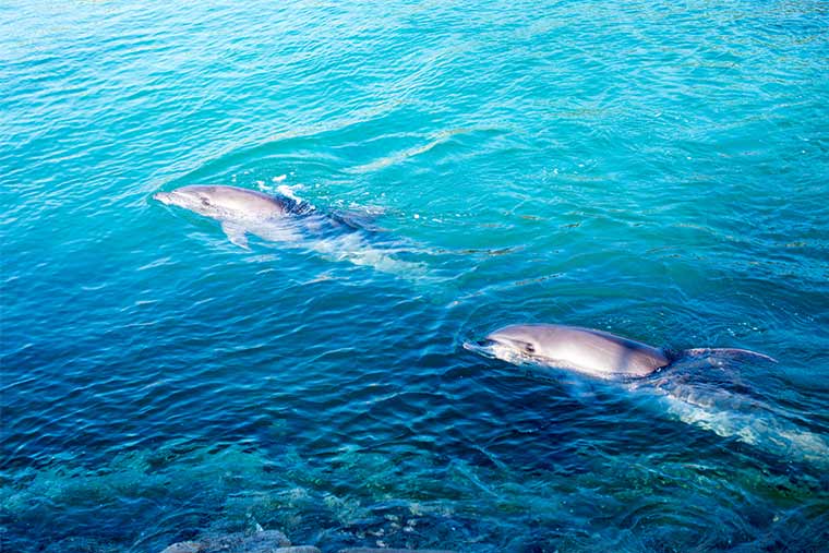 しまなみ海道 ドルフィンファームしまなみ